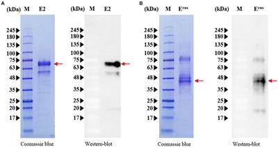 Development of a dual immunochromatographic test strip to detect E2 and Erns antibodies against classical swine fever